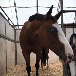 Meet your Posher, Sierra